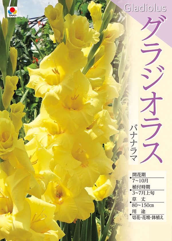 [26年3月中下旬予約]グラジオラス：バナナラマ 5球入り