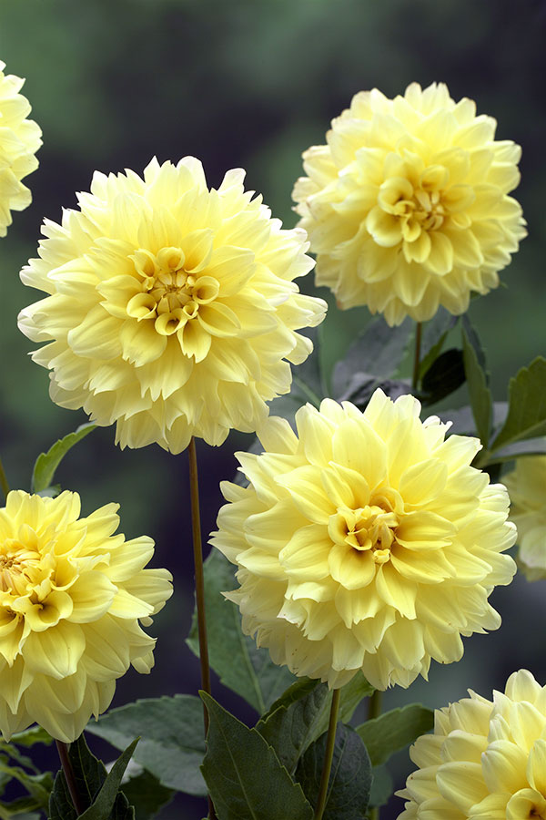 [26年3月中下旬予約]ダリア：シュガーカラーダリア　涼月（りょうげつ）1球入り