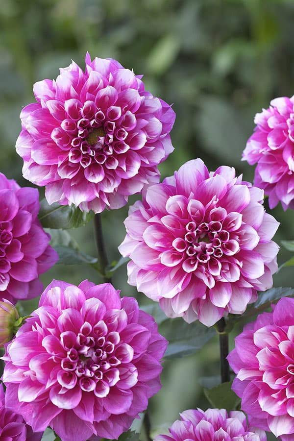 [26年3月中下旬予約]ダリア：シュガーカラーダリア　ビューティフルデイズ1球入り