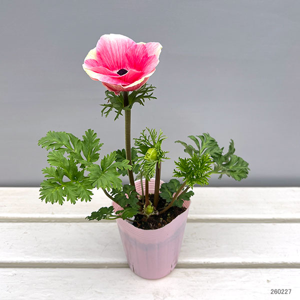 アネモネ:ミストラル ティグレ3-3.5号ポット 3株セット