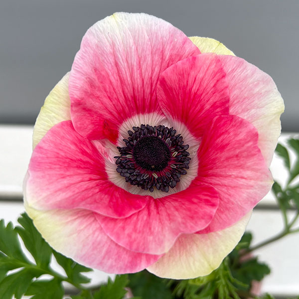 アネモネ:ミストラル ティグレ3-3.5号ポット 3株セット