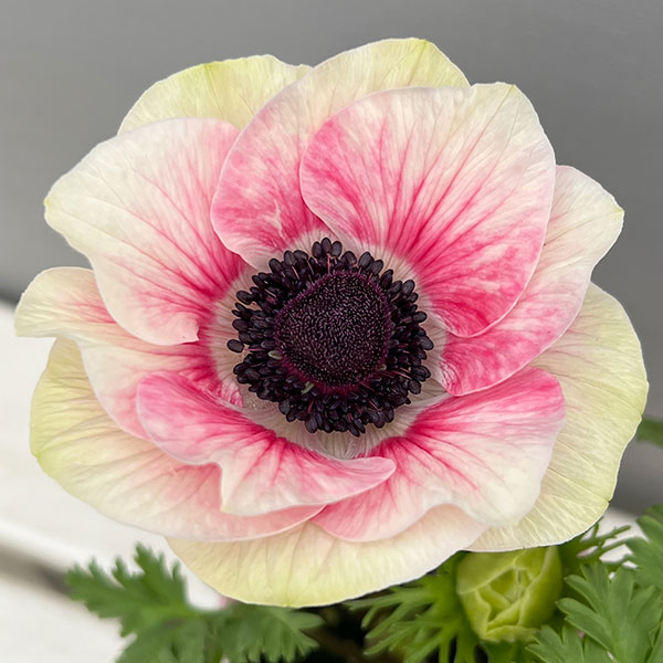 アネモネ:ミストラル ティグレ3-3.5号ポット 3株セット