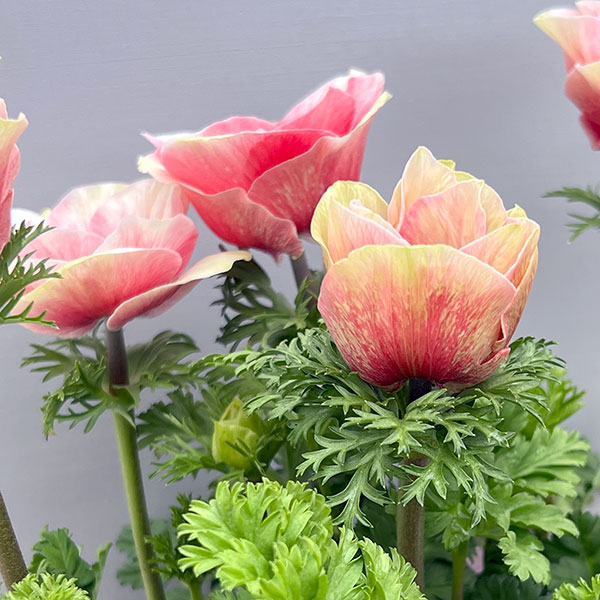 アネモネ:ミストラル ティグレ3-3.5号ポット 3株セット