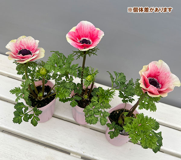 アネモネ:ミストラル ティグレ3-3.5号ポット 3株セット