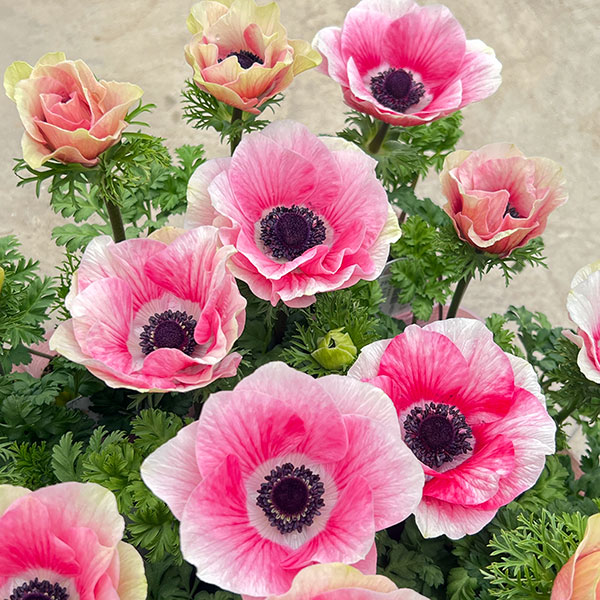 アネモネ:ミストラル ティグレ3-3.5号ポット 3株セット