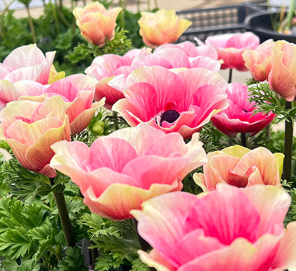 アネモネ:ミストラル ティグレ3-3.5号ポット 3株セット