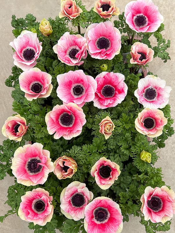 アネモネ:ミストラル ティグレ3-3.5号ポット 3株セット