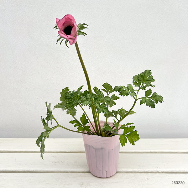 アネモネ:ミストラル エッジローザ3-3.5号ポット