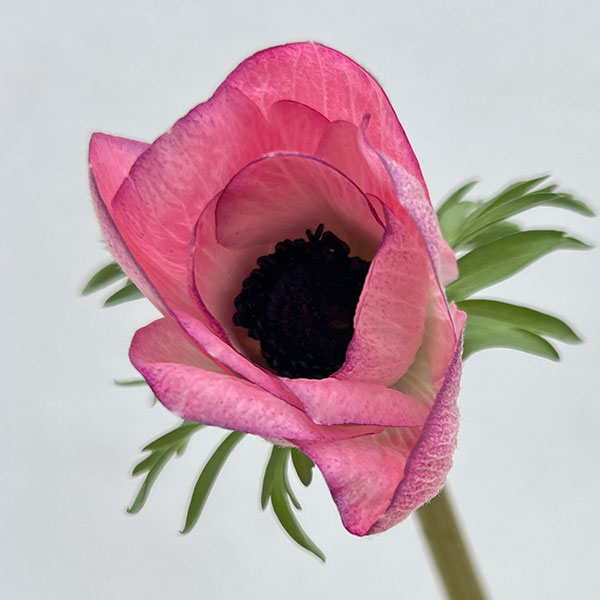 アネモネ:ミストラル エッジローザ3-3.5号ポット