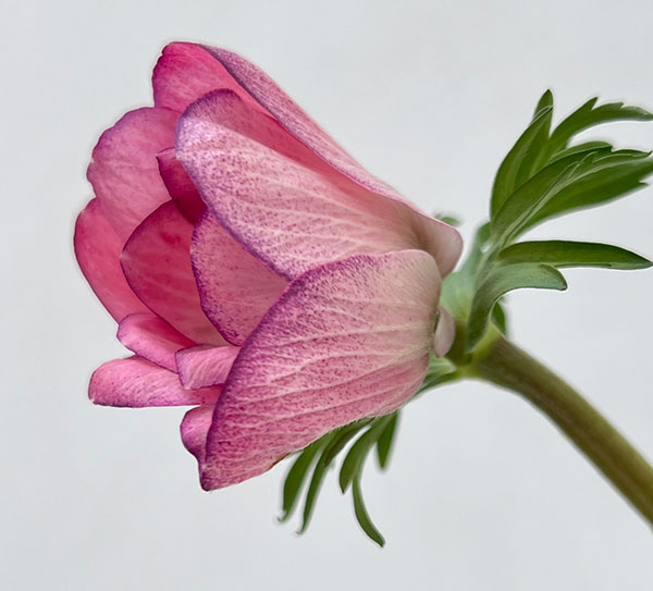 アネモネ:ミストラル エッジローザ3-3.5号ポット