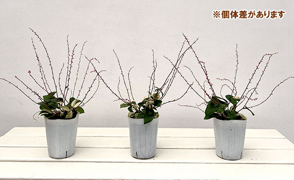 ミズヒキソウ(水引草):斑入りミズヒキ 赤花3号ロングポット