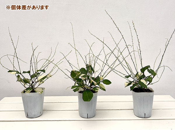 ミズヒキソウ(水引草):斑入りミズヒキ 白花3号ロングポット