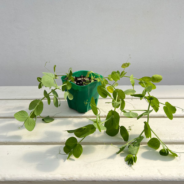 キヌサヤエンドウマメ:さやひめ3号ポット