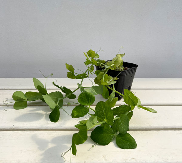 スナップエンドウマメ:ほしひめ3号ポット