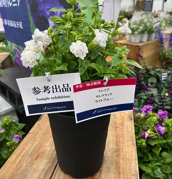 [26年5月中下旬予約]トレニア（八重咲き）：セレスティア・ライトブルー3.5号ポット