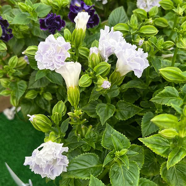 [26年5月中下旬予約]トレニア（八重咲き）：セレスティア・ライトブルー3.5号ポット