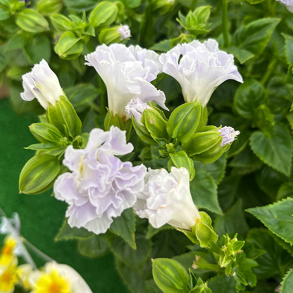 [26年5月中下旬予約]トレニア（八重咲き）：セレスティア・ライトブルー3.5号ポット