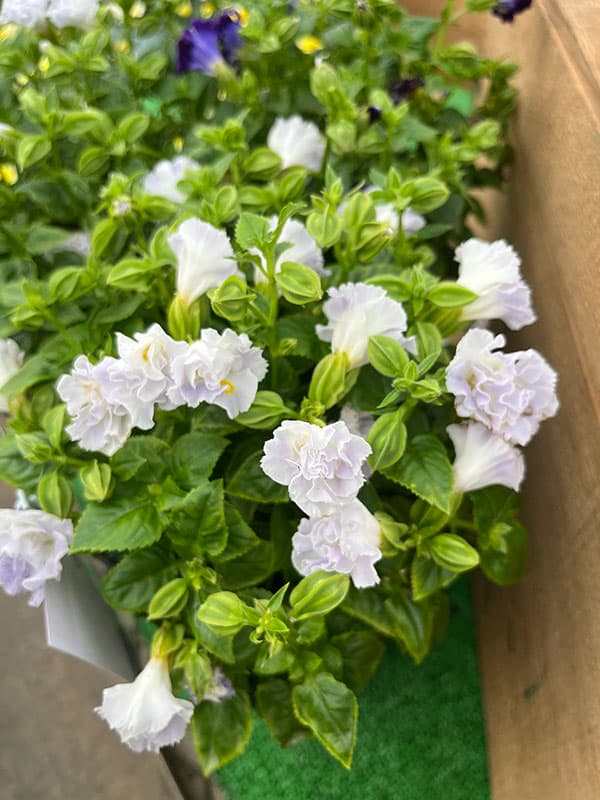 [26年5月中下旬予約]トレニア（八重咲き）：セレスティア・ライトブルー3.5号ポット