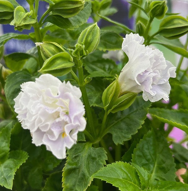 [26年5月中下旬予約]トレニア（八重咲き）：セレスティア・ライトブルー3.5号ポット