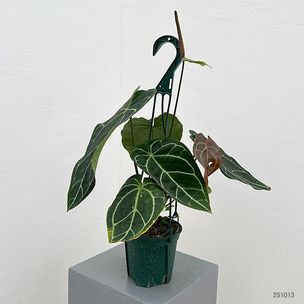 （わけあり特価）アンスリウム（原種）：クリスタリナムブラックフォーム　　4.5号吊り鉢