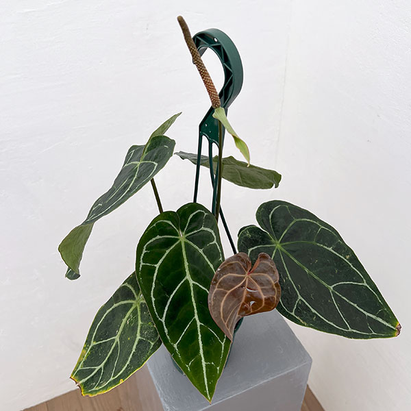 （わけあり特価）アンスリウム（原種）：クリスタリナムブラックフォーム　　4.5号吊り鉢