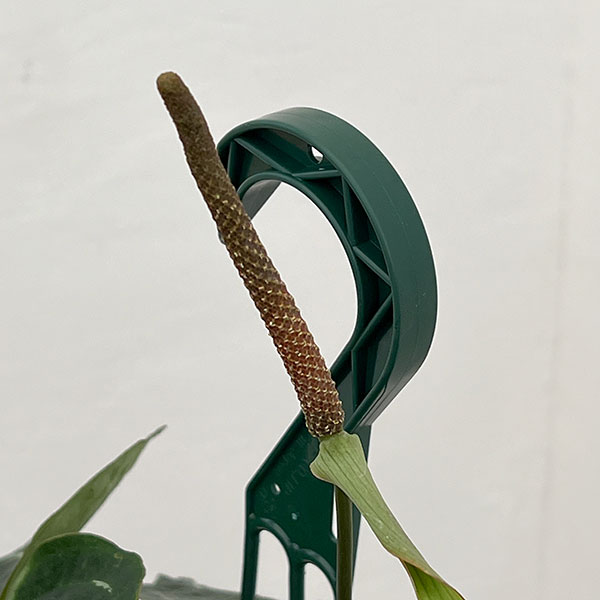 （わけあり特価）アンスリウム（原種）：クリスタリナムブラックフォーム　　4.5号吊り鉢