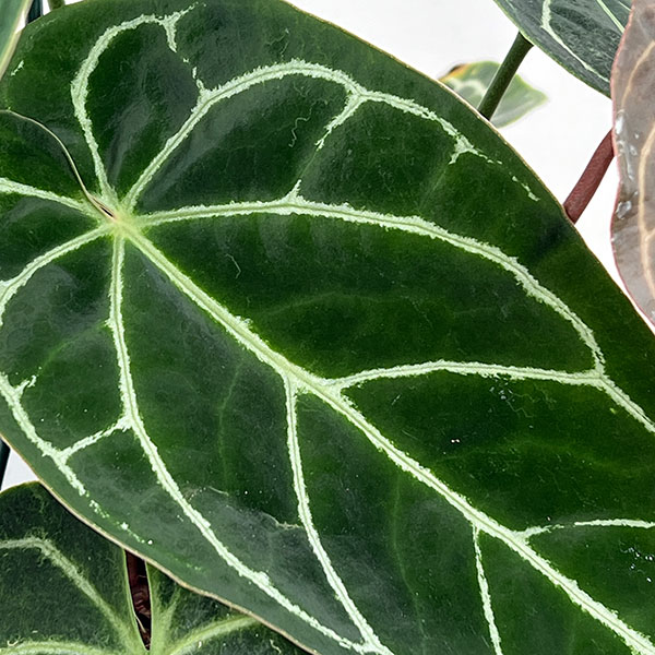 （わけあり特価）アンスリウム（原種）：クリスタリナムブラックフォーム　　4.5号吊り鉢