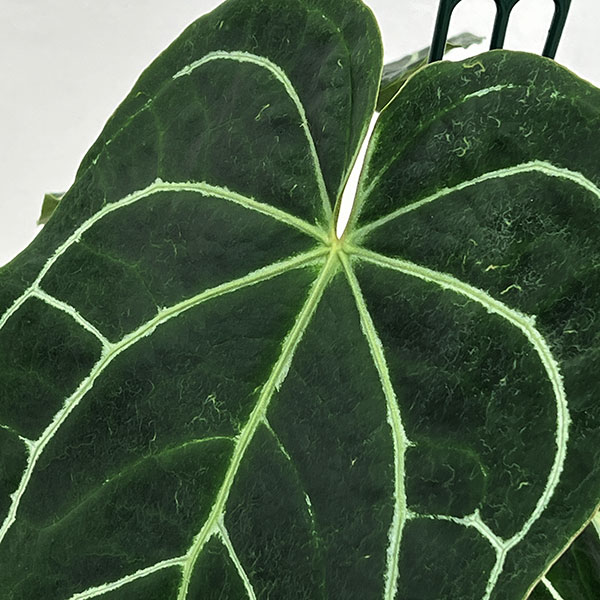 （わけあり特価）アンスリウム（原種）：クリスタリナムブラックフォーム　　4.5号吊り鉢