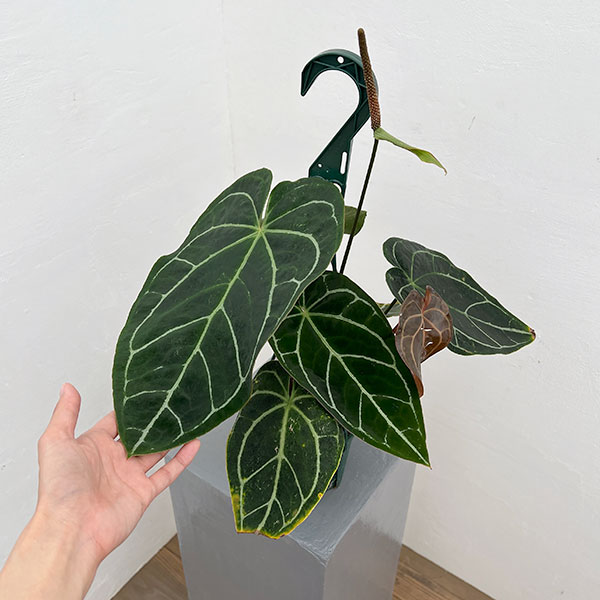 （わけあり特価）アンスリウム（原種）：クリスタリナムブラックフォーム　　4.5号吊り鉢