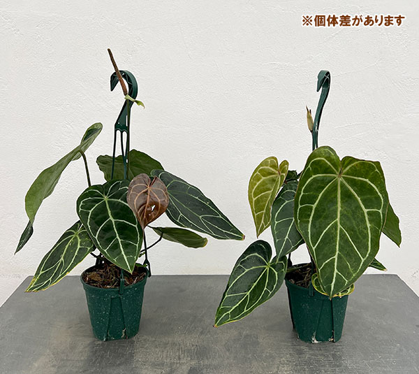 （わけあり特価）アンスリウム（原種）：クリスタリナムブラックフォーム　　4.5号吊り鉢