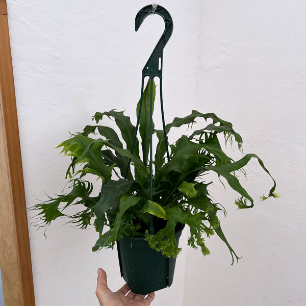 ミクロソリウム:プンクタツム(ドラゴンウィング) 5号吊鉢植え