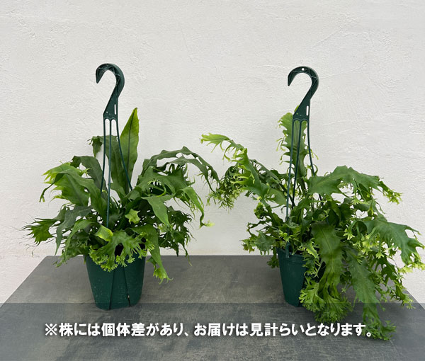 ミクロソリウム:プンクタツム(ドラゴンウィング) 5号吊鉢植え