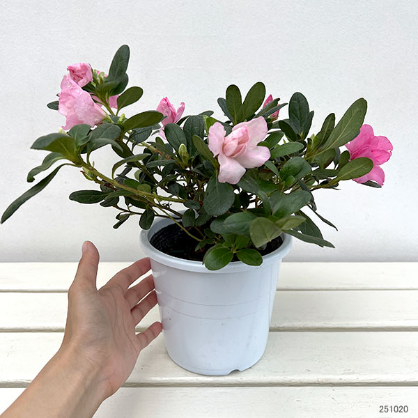アザレア:ゆうか5号鉢植え