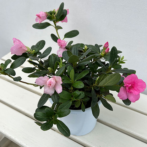アザレア:ゆうか5号鉢植え