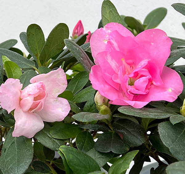 アザレア:ゆうか5号鉢植え
