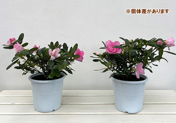 アザレア:ゆうか5号鉢植え