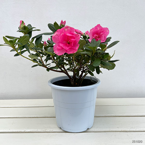 アザレア:ゆめか5号鉢植え