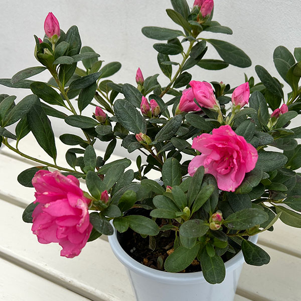 アザレア:ゆめか5号鉢植え