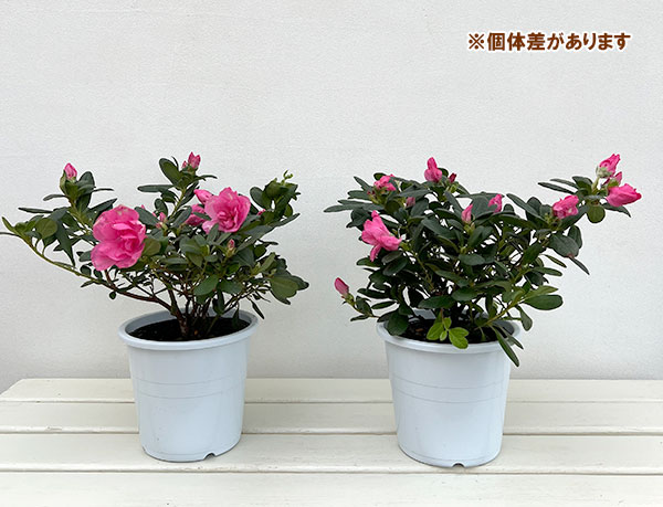 アザレア:ゆめか5号鉢植え
