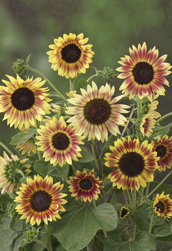 ヒマワリ：F1サマーラバー[春～夏まき タキイ 花タネ]