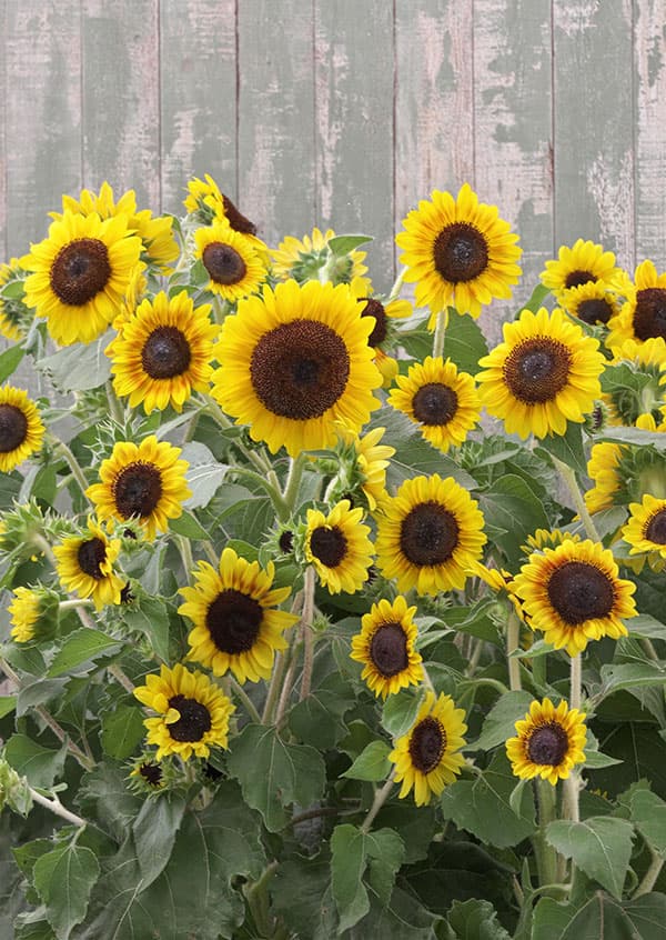 ヒマワリ：F1セミドワーフ オレンジマホガニーバイカラー[春～夏まき タキイ 花タネ]