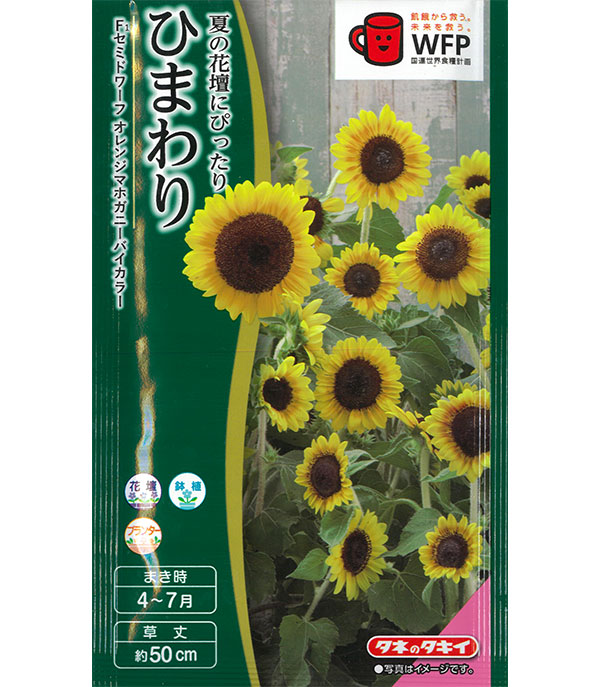 ヒマワリ：F1セミドワーフ オレンジマホガニーバイカラー[春～夏まき タキイ 花タネ]