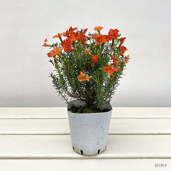 初恋草:ユーコニューコーラル3号ポット