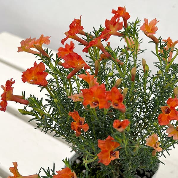 初恋草:ユーコニューコーラル3号ポット