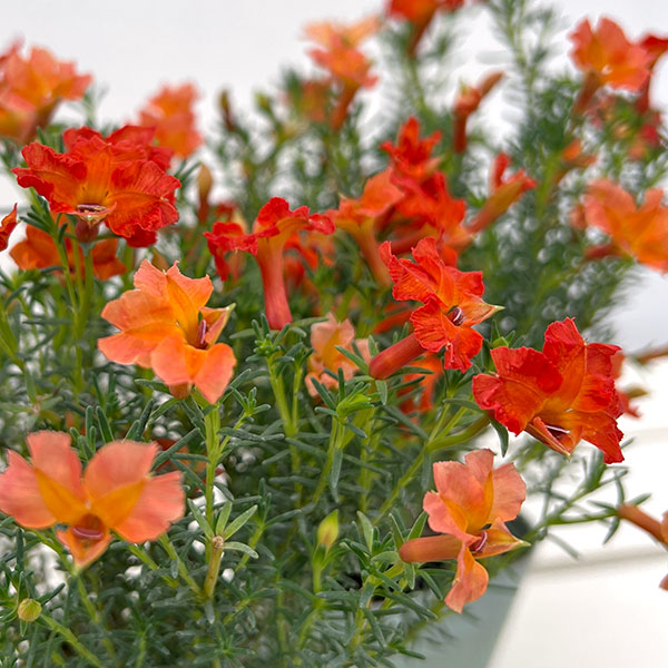 初恋草:ユーコニューコーラル3号ポット