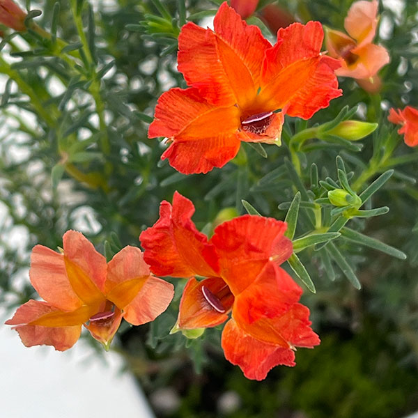 初恋草:ユーコニューコーラル3号ポット