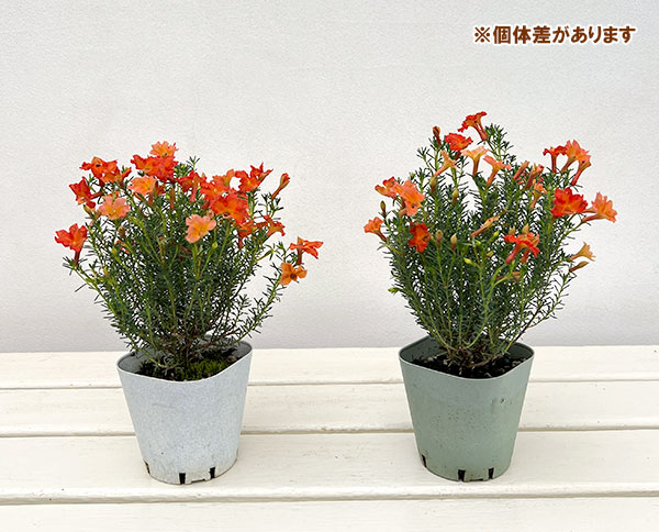 初恋草:ユーコニューコーラル3号ポット