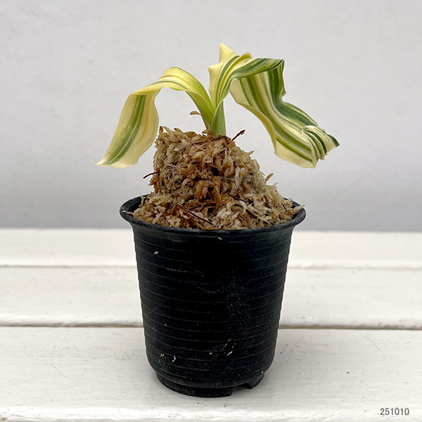 オモト（万年青）：仙寿の舞（せんじゅのまい）　2号鉢【現品販売259656】