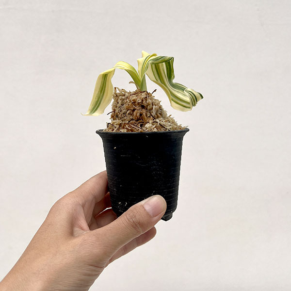 オモト（万年青）：仙寿の舞（せんじゅのまい）　2号鉢【現品販売259656】