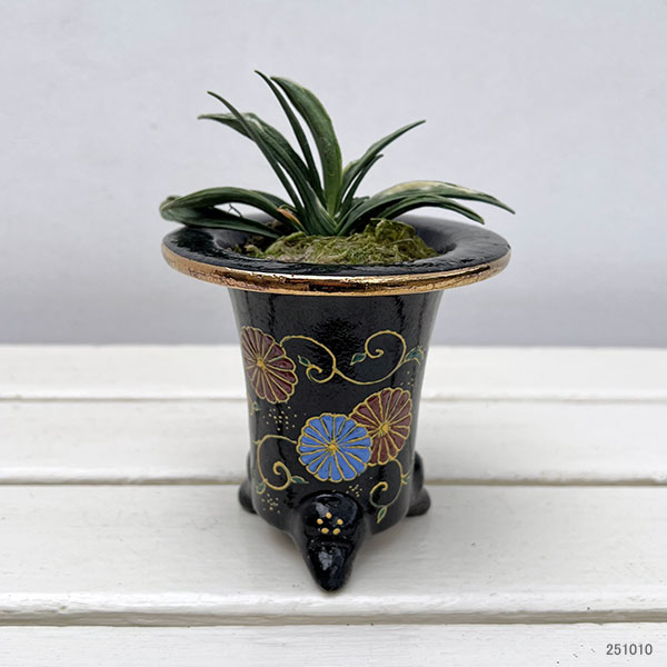 [ギフトに]オモト（万年青）：瑞泉（ずいせん）　3号錦鉢植え【現品販売259657】